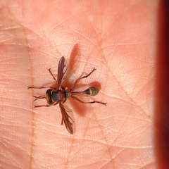 Physocephala marginata