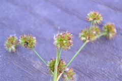 Juncus acuminatus