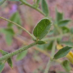 Hermannia boraginiflora
