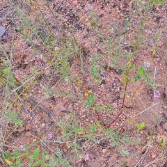 Hermannia boraginiflora