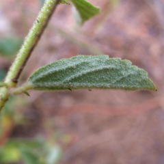 Hermannia boraginiflora