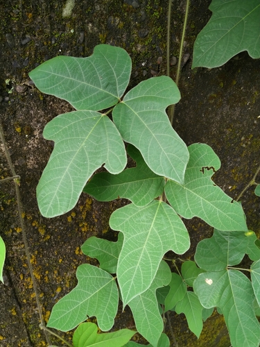 Neustanthus phaseoloides