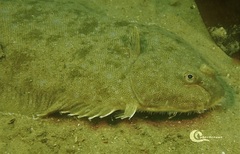 Solea senegalensis