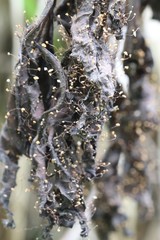 Marasmius minutissimus