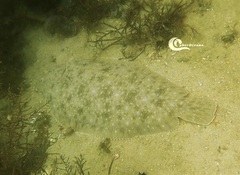 Solea senegalensis