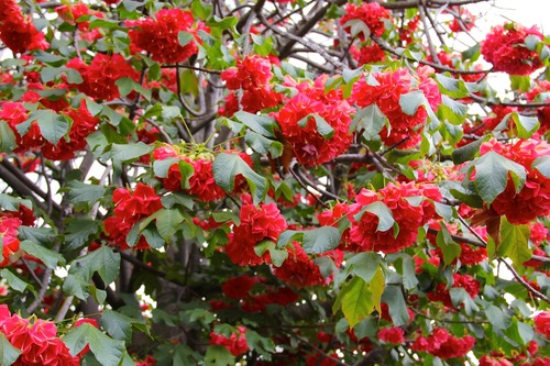 Madagascan strawberry snowball tree (Dombeya cacuminum)