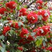 Madagascan Strawberry Snowball Tree - Photo (c) Peter A. Mansfeld, some rights reserved (CC BY-NC-SA)