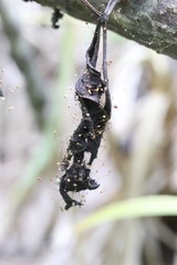Marasmius minutissimus