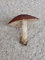 Pluteus phlebophorus