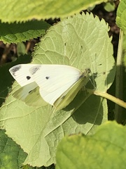 Pieris rapae