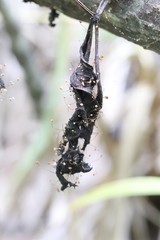 Marasmius minutissimus