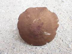 Pluteus phlebophorus