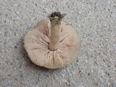 Pluteus phlebophorus