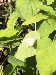 Pieris rapae