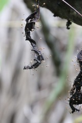 Marasmius minutissimus