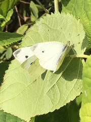 Pieris rapae