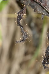 Marasmius minutissimus