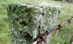 Austroparmelina labrosa