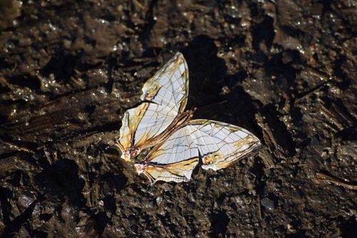 Common Mapwing
