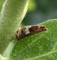 Pterygota