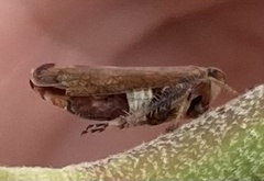 Pterygota