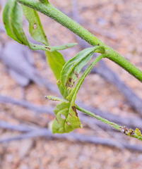Heliotropium ciliatum