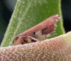 Pterygota