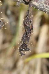Marasmius minutissimus
