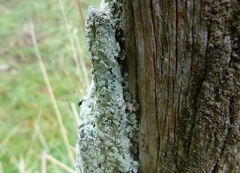 Austroparmelina labrosa