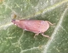 Pterygota