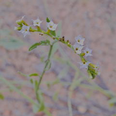 Heliotropium ciliatum