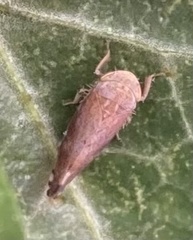 Pterygota