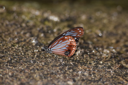Chestnut Tiger