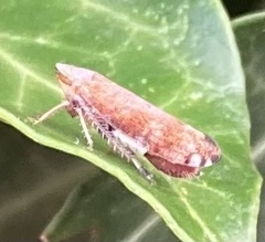 Pterygota