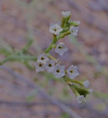 Heliotropium ciliatum