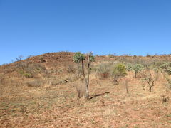 Cussonia paniculata sinuata