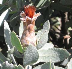 Protea subvestita