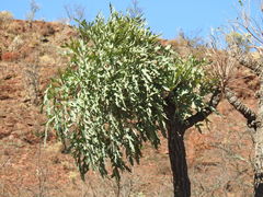 Cussonia paniculata sinuata