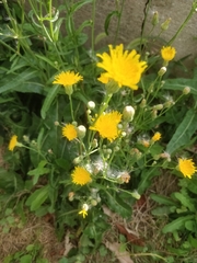 Sonchus arvensis
