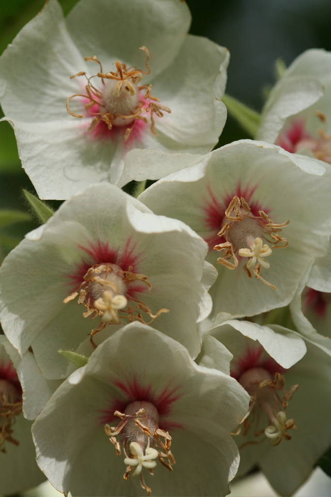 Pink Dombeya