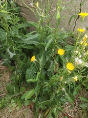 Sonchus arvensis