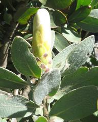 Protea subvestita