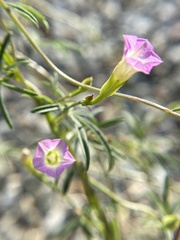 Ipomoea costellata