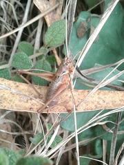 Antaxius spinibrachius