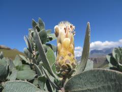 Protea subvestita