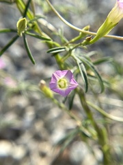 Ipomoea costellata