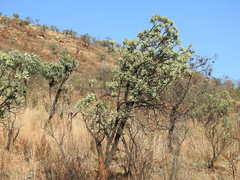 Protea caffra caffra