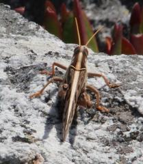 Cyrtacanthacris tatarica