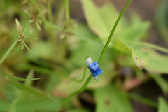 Utricularia albocaerulea