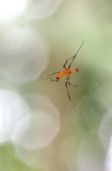 Argyrodes miniaceus